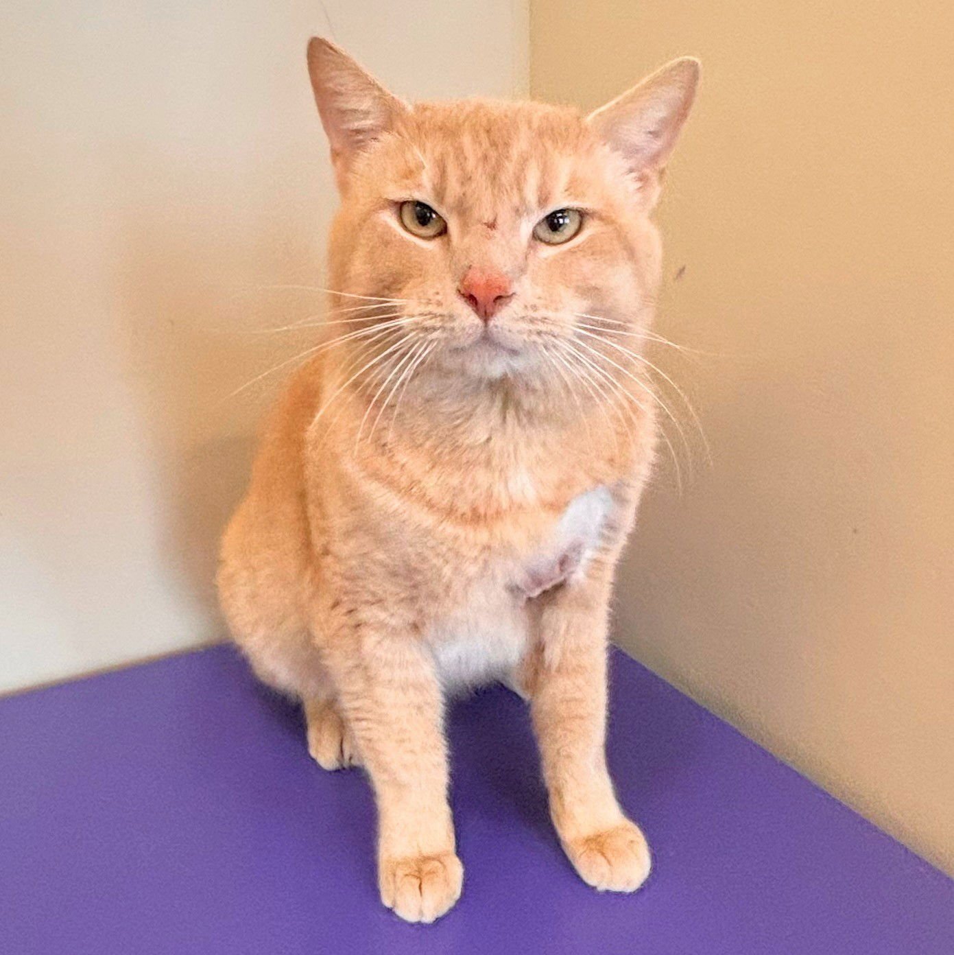 FUZZ ALDRIN - Domestic Short Hair available for adoption