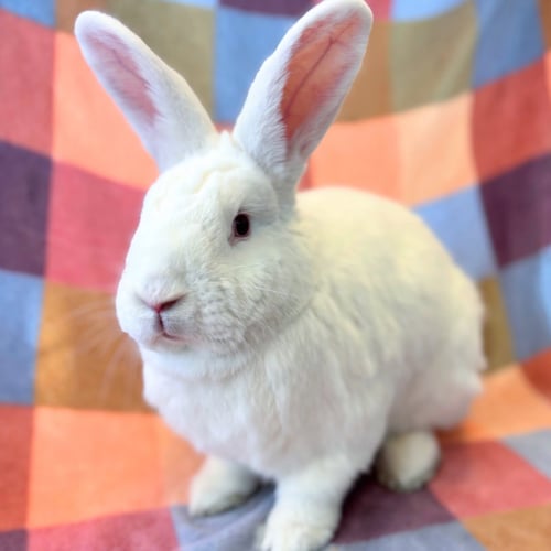 CHARLIE - Shorthaired Rabbit available for adoption