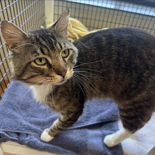ELVIS - Domestic Short Hair available for adoption