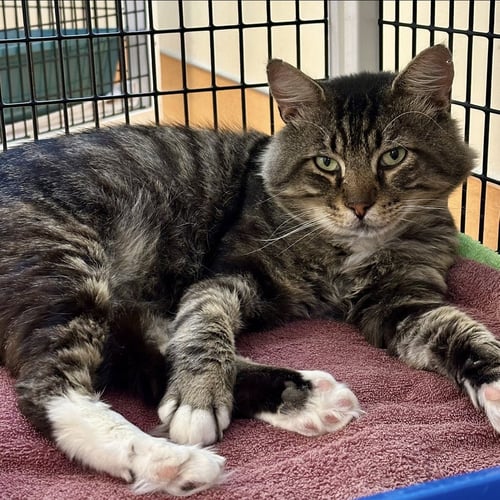 ELVIS - Domestic Short Hair available for adoption