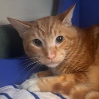Oscar - Photo 1