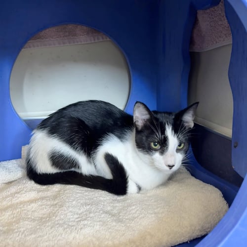 REGGIE - Domestic Short Hair available for adoption