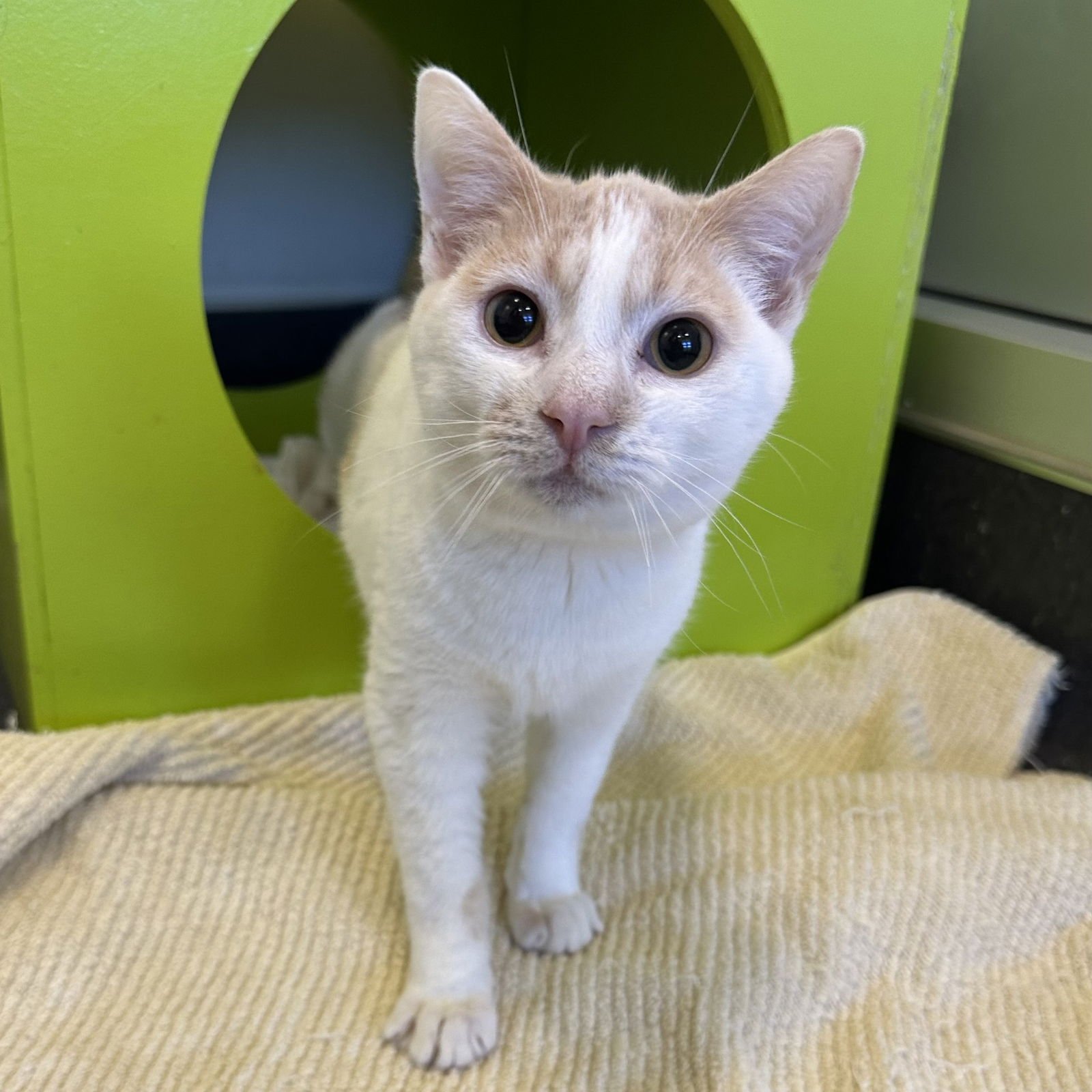 CHARLIE - Domestic Short Hair available for adoption