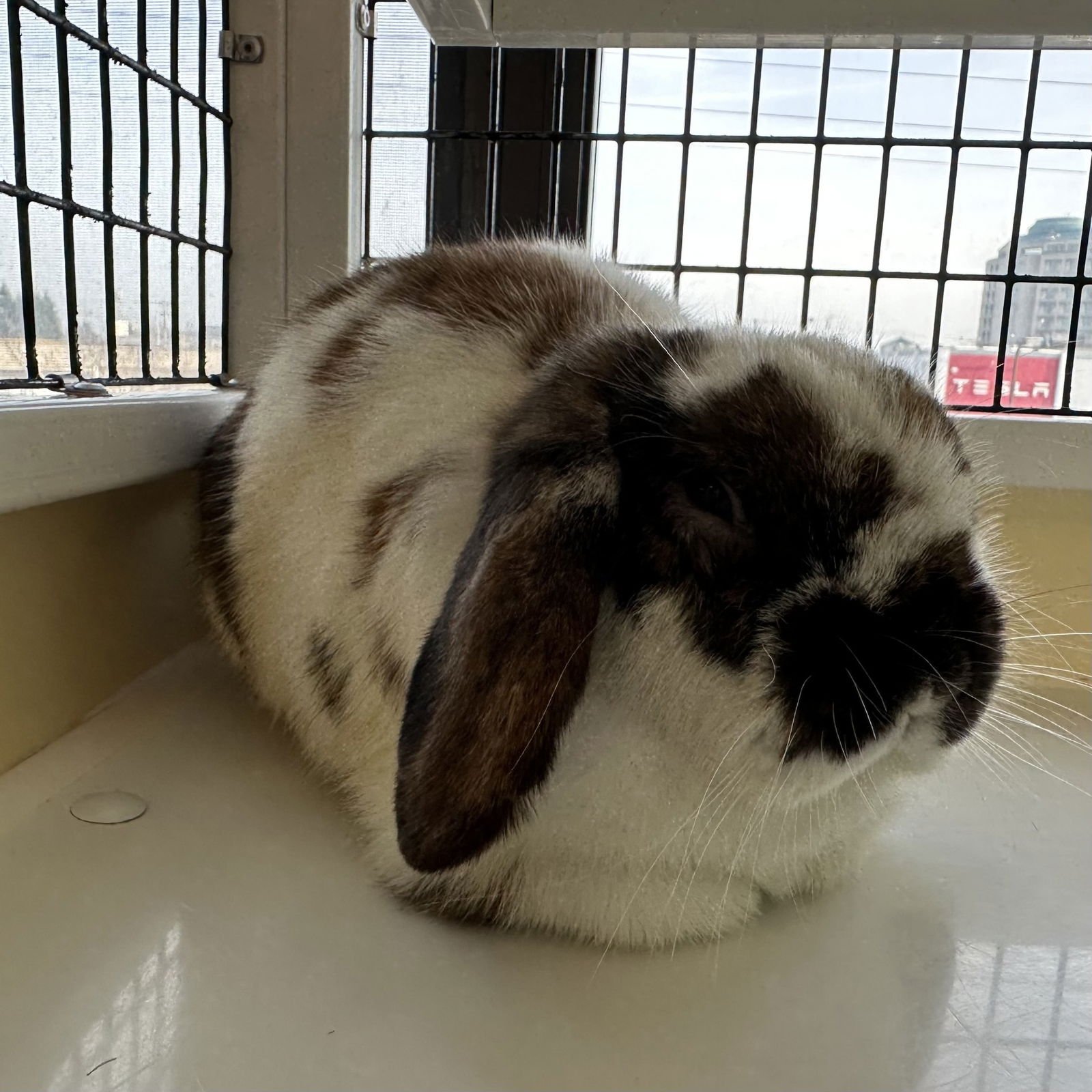 ANI - Holland Lop available for adoption