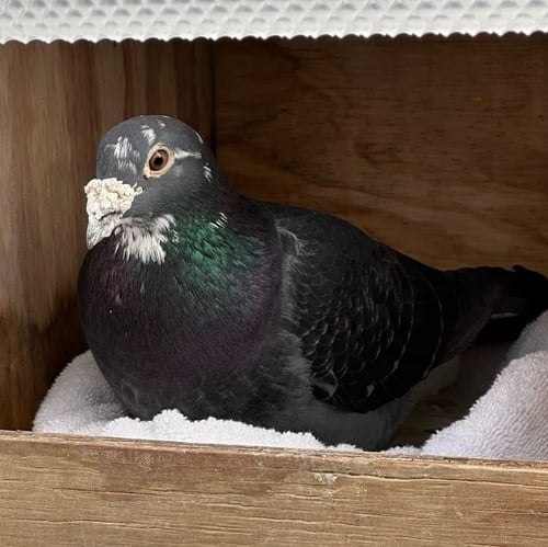 BONITO - Pigeon available for adoption