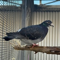 Bonito - Photo 4