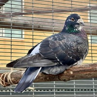 Petunia & Bonito - Photo 3