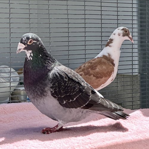 PETUNIA & BONITO - Pigeon available for adoption