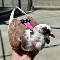 Petunia & Bonito - Photo 4