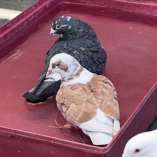 PETUNIA & BONITO - Pigeon available for adoption