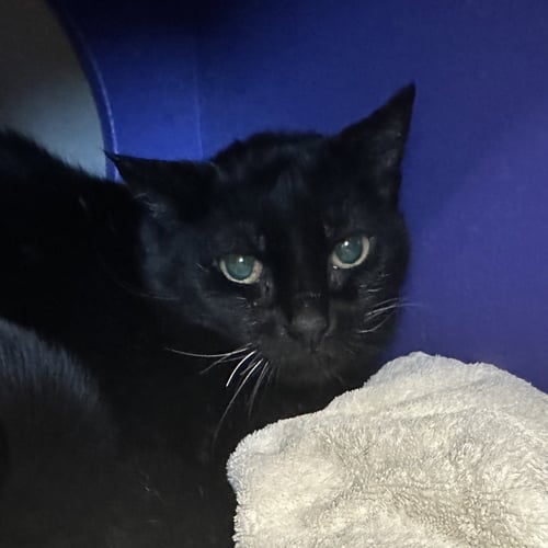 QUEEN BOB-OM - Domestic Short Hair available for adoption