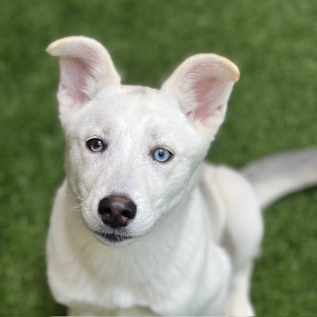 KIRA THE PUPPY! - Siberian Husky available for adoption