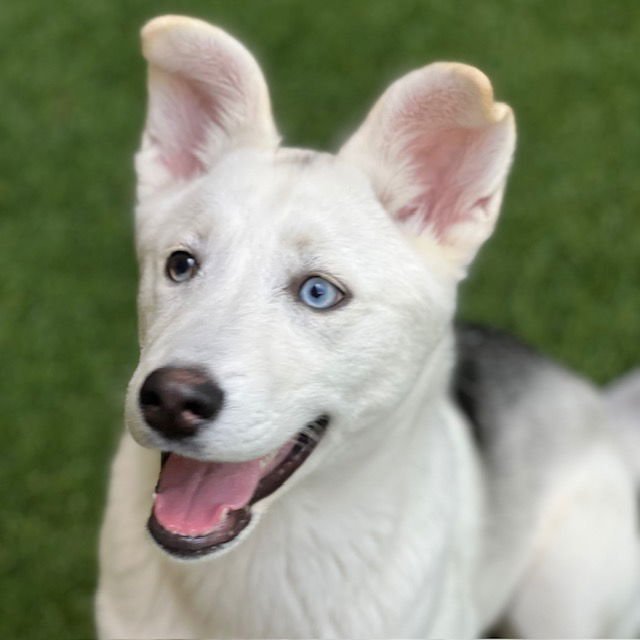 KIRA THE PUPPY! - Siberian Husky available for adoption