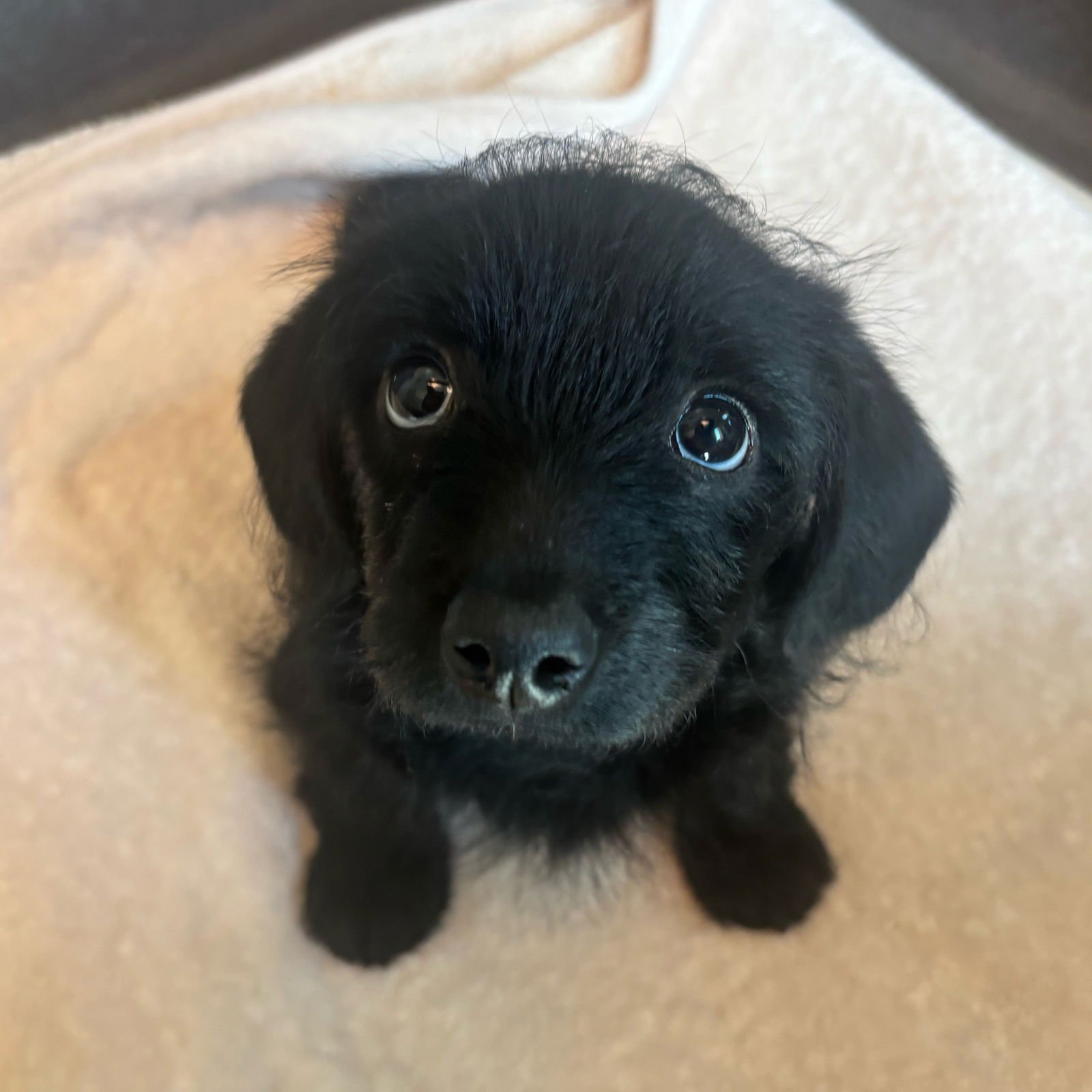 FIDEL THE PUPPY! - Chihuahua / Poodle (Toy) available for adoption