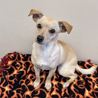 ANISE - Chihuahua available for adoption