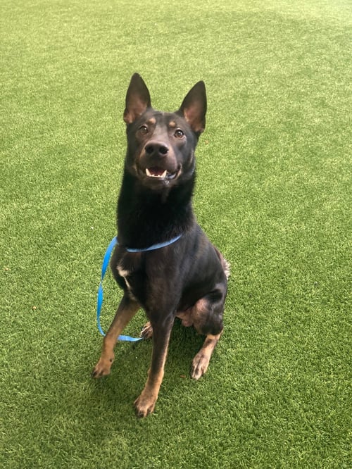 PHOENIX - Shepherd available for adoption