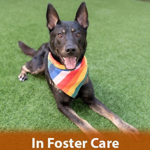PHOENIX - Shepherd available for adoption