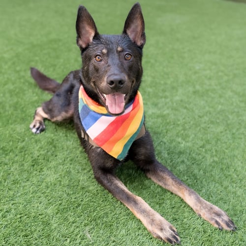 PHOENIX - Shepherd available for adoption