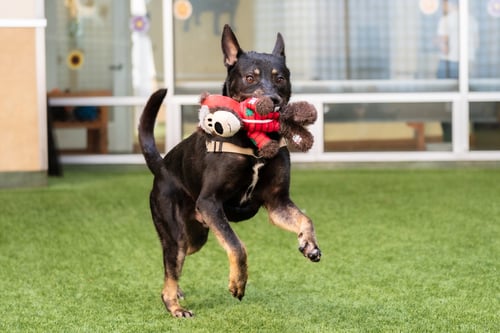 PHOENIX - Shepherd available for adoption