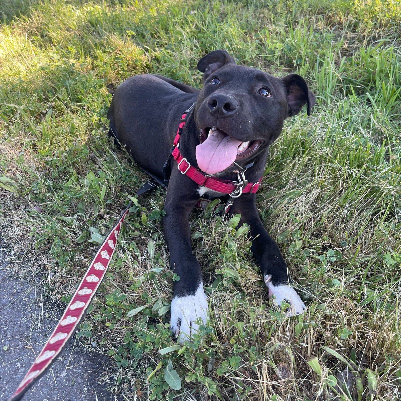 DAMON - Pit Bull Terrier available for adoption