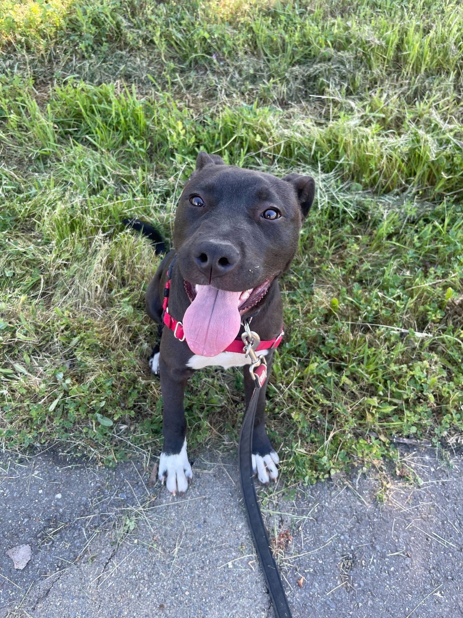 DAMON - Pit Bull Terrier available for adoption