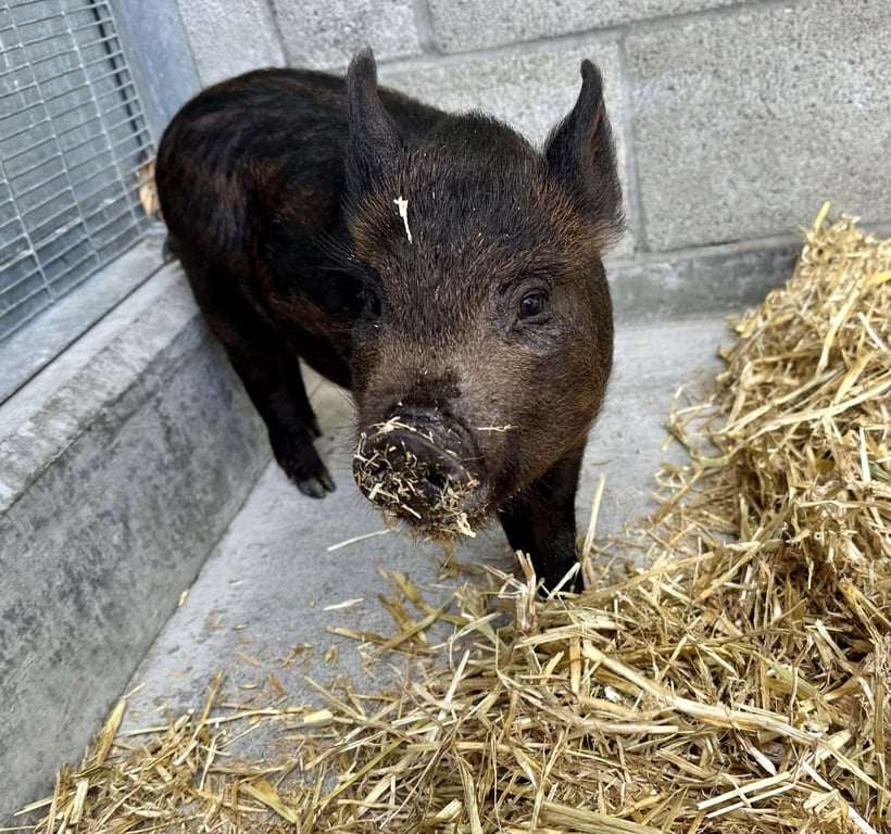 Peter Porker Image