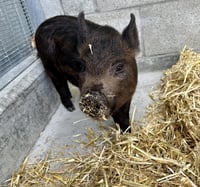 Peter Porker - Photo 1
