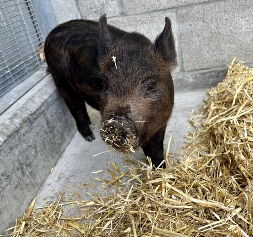 PETER PORKER - Pot Bellied available for adoption