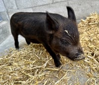 Peter Porker - Photo 2