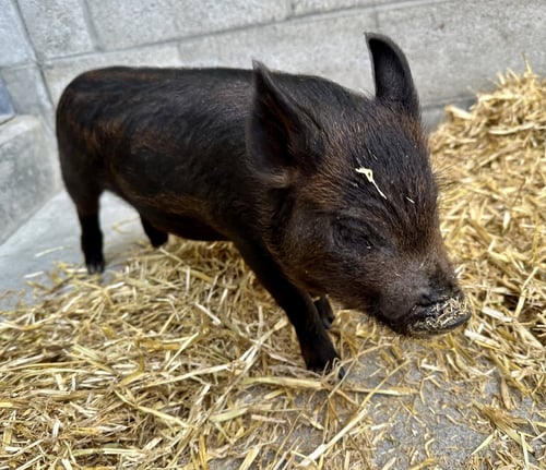PETER PORKER - Pot Bellied available for adoption