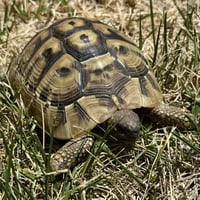 Mazzy - Photo 1