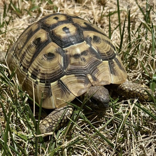 MAZZY - Tortoise available for adoption