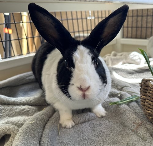 BETTY - Shorthaired Rabbit available for adoption