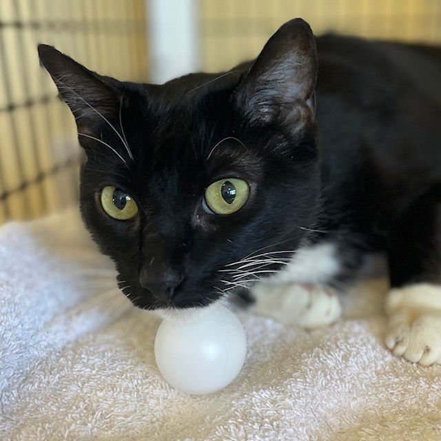 QUINN - Domestic Short Hair available for adoption