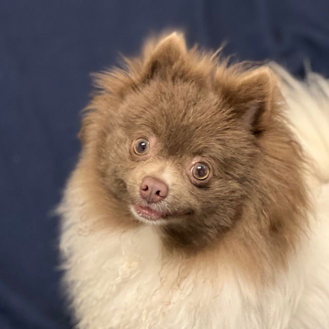 ZADIE - Pomeranian available for adoption