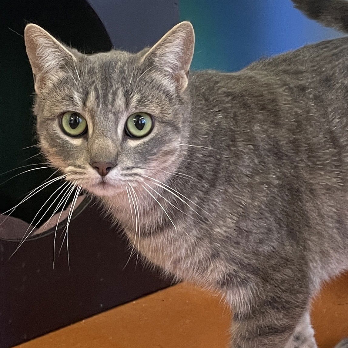 TIFA - Domestic Short Hair available for adoption