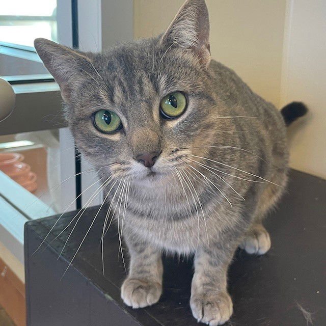 TIFA - Domestic Short Hair available for adoption