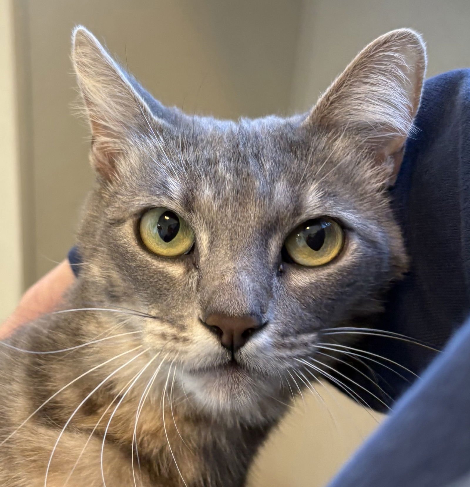 MONA - Domestic Short Hair / Tabby available for adoption