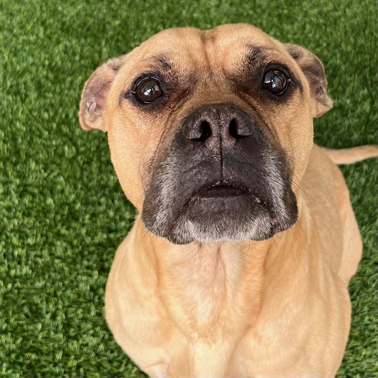 BASIL - Bulldog / Pit Bull Terrier available for adoption