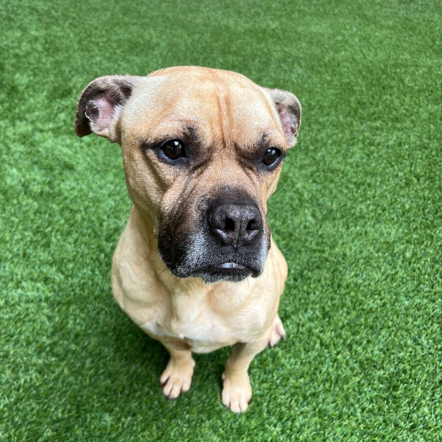 BASIL - Bulldog / Pit Bull Terrier available for adoption