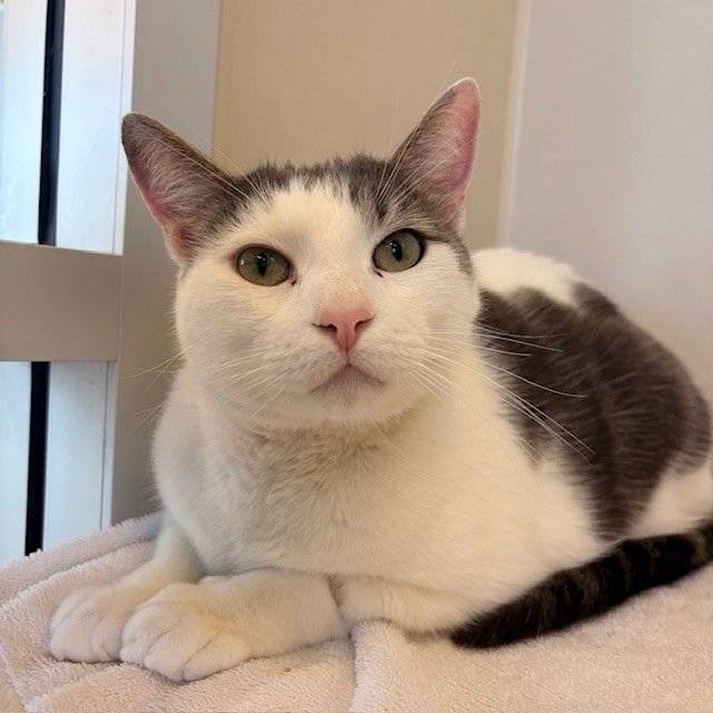 MUMU AND PEPPER - Domestic Short Hair available for adoption