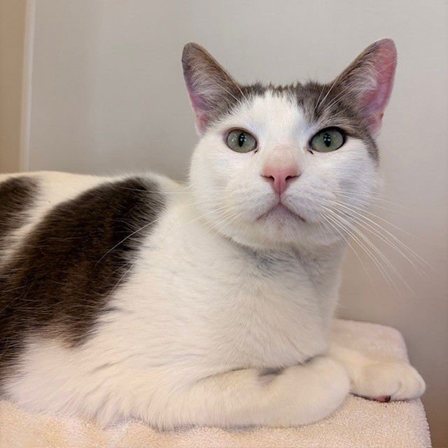 MUMU AND PEPPER - Domestic Short Hair available for adoption