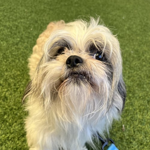 EARL - Shih Tzu available for adoption