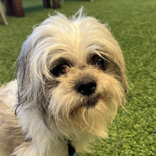 EARL - Shih Tzu available for adoption
