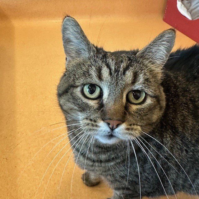 Cleo Image
