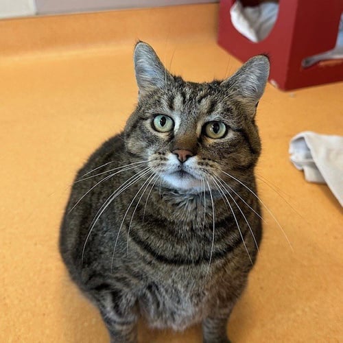 CLEO - Domestic Short Hair available for adoption