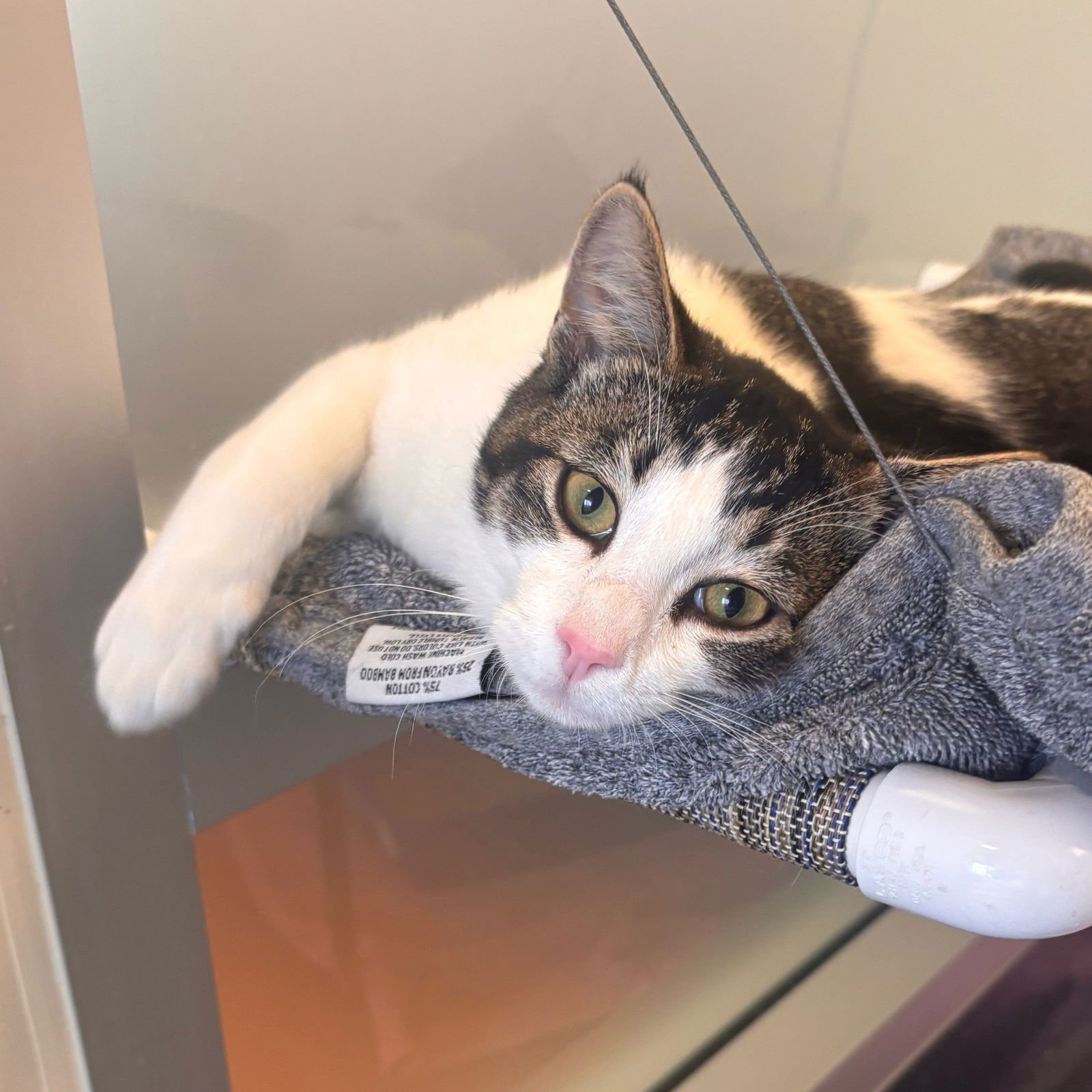 PEBBLES - Domestic Short Hair / Tabby available for adoption