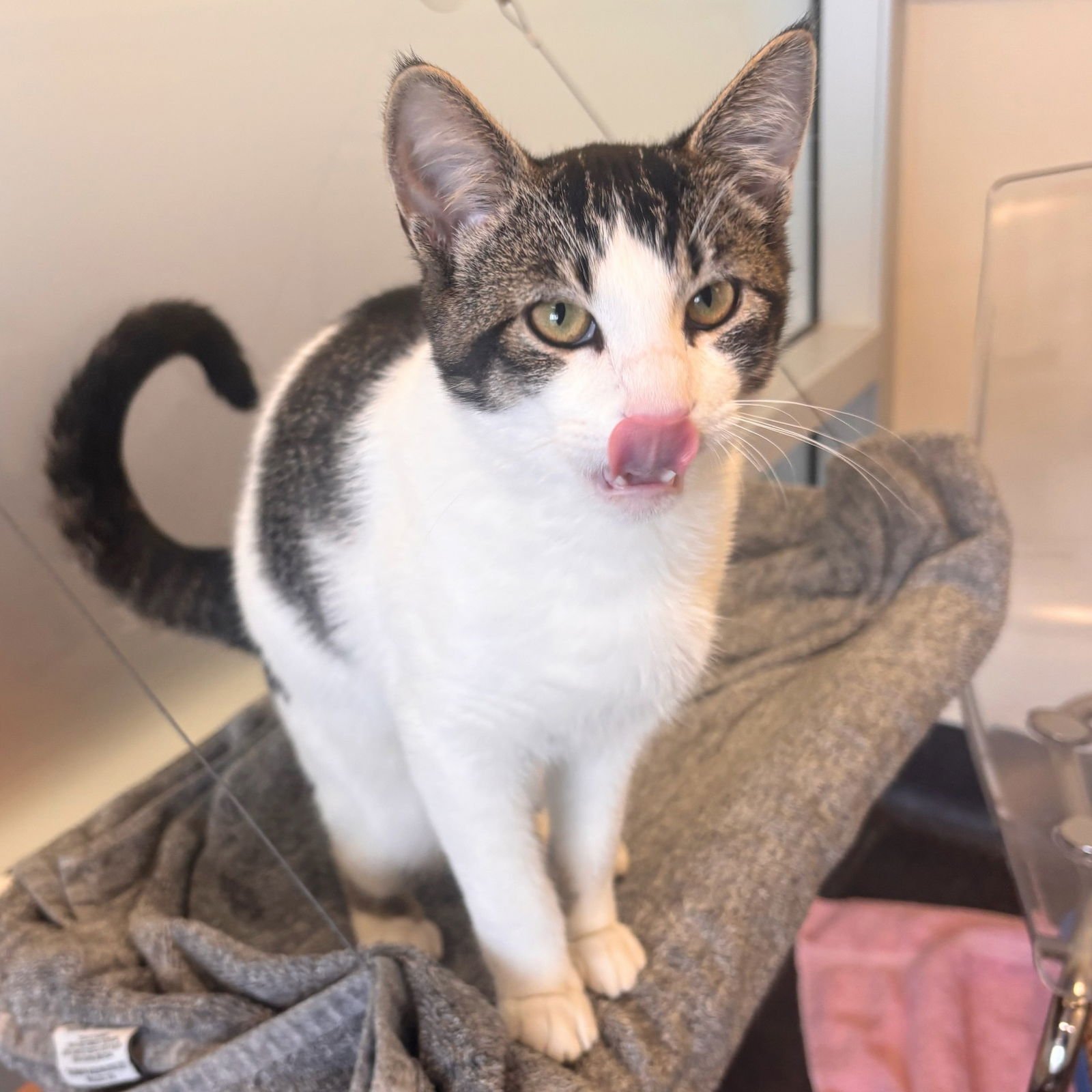 PEBBLES - Domestic Short Hair / Tabby available for adoption