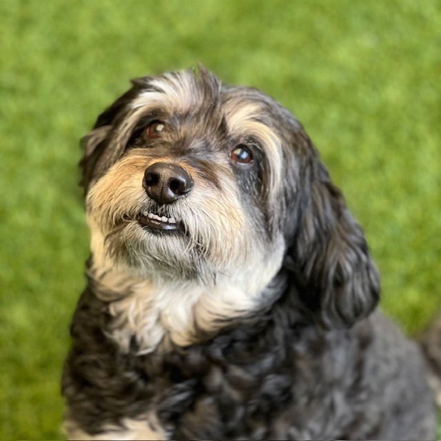 WAFFLES - Poodle (Miniature) / Australian Shepherd available for adoption