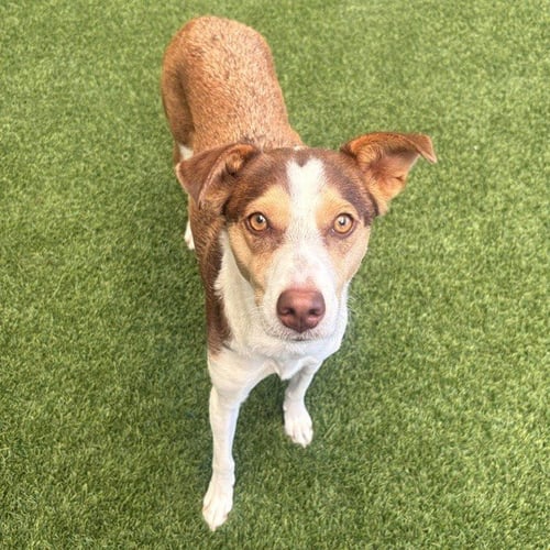 CARMELLA - Shepherd available for adoption